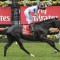 Champion jockey could sign off in the Melbourne Cup
