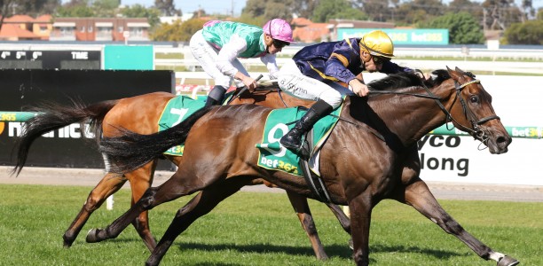 Melbourne Cup runner-up ready to peak this Spring