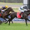 Little Brose set to bounce back