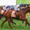 Heatherlie Stakes a wide open betting race