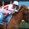 Giga Kick scares off rivals in the McEwen Stakes
