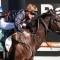 In-form sprinting mare short odds in the Bobbie Lewis Quality