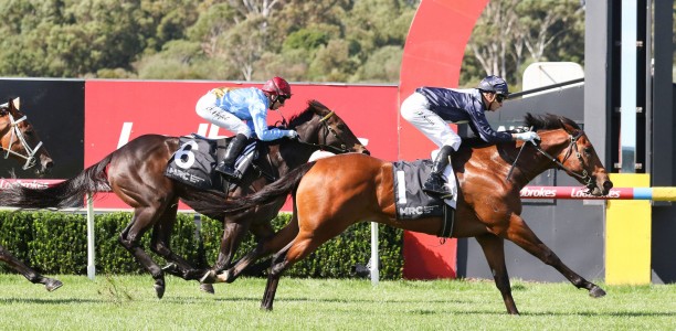 Bids haven’t Stopped for exciting colt