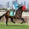 Bear Story sets sights on the Caulfield Cup