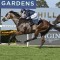 Boom colt Shinzo heads odds in the Golden Rose