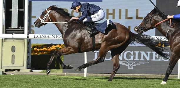 Boom colt Shinzo heads odds in the Golden Rose
