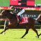 Blueblood King aiming to Star again in Caulfield Guineas