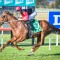 Punters plunge on star mare in The Kosciuszko