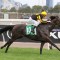 Caulfield Cup contender scratched from field