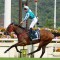 Star HK galloper heads odds in open Cox Plate field