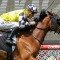 NZ mare to show her Prowess