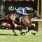 Pride Of Jenni could be set for Royal Ascot