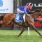 Zaaki and McDonald head west for Northerly Stakes
