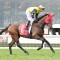 Racing Victoria considers rule change for International horses