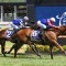 Connections turn down Hong Kong offers for Run Harry Run