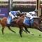 Overpass heads odds in the Winterbottom Stakes