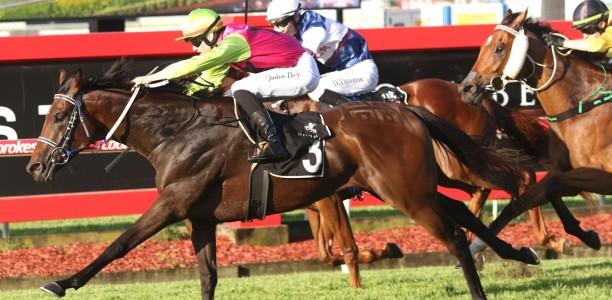 Knight’s Choice a potential Melbourne Cup horse