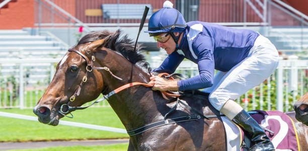 Andrews banking on A Lot Of Good Men to deliver G1 honours again
