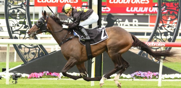 Weigall Tiger out to guarantee Magic Millions Guineas goal