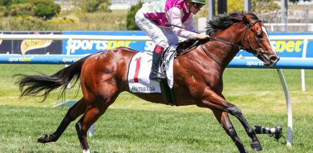 Blue Diamond Stakes odds suggest a wide open field