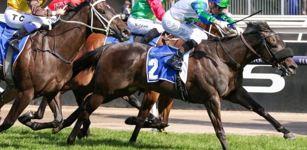 Skew Wiff ready for Oakleigh Plate assault