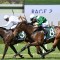 Fillies’ feature looks Sweet pickings for Manaal