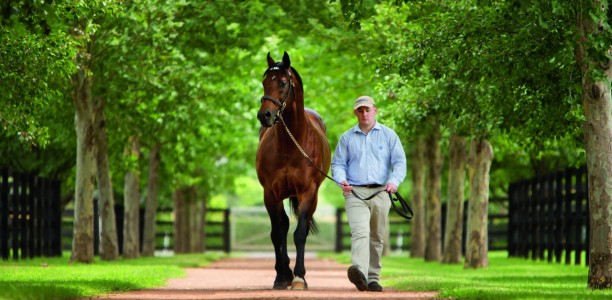 Exceed And Excel retired from stud duty