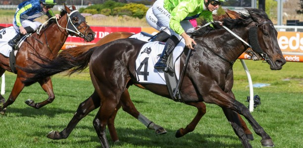 Sharper Amenable first-up at Flemington