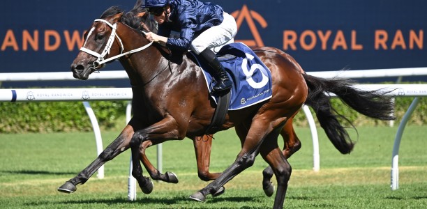 Boom colt Switzerland to undergo surgery