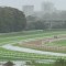 Randwick races to proceed despite heavy rain