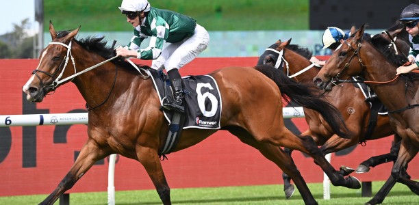 Star import Via Sistina even money odds to win Queen Elizabeth Stakes