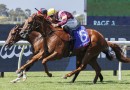 Linebacker poised to peak in Champagne Stakes