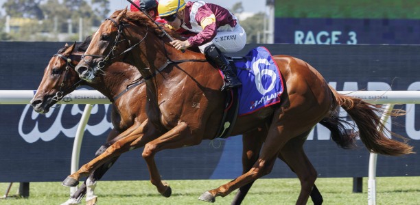 Linebacker poised to peak in Champagne Stakes