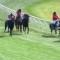 Racing Victoria to review controversial clerk of the course incidents