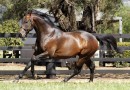 Stallion fees cut as economic squeeze hits breeding industry