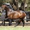 Stallion fees cut as economic squeeze hits breeding industry