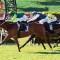 Early odds suggest Glasshouse Handicap is wide open
