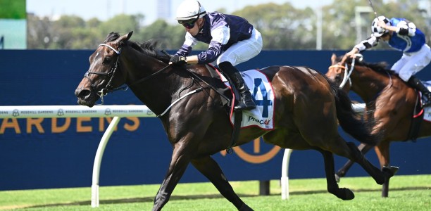 Post Impressionist holds the call for the Caloundra Cup