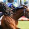 Attrition in line for Northerly Stakes honours
