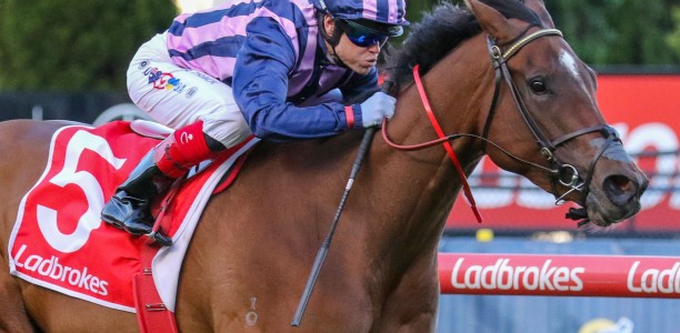 Bruno Cannatelli head odds in wide open Bellmaine Stakes field