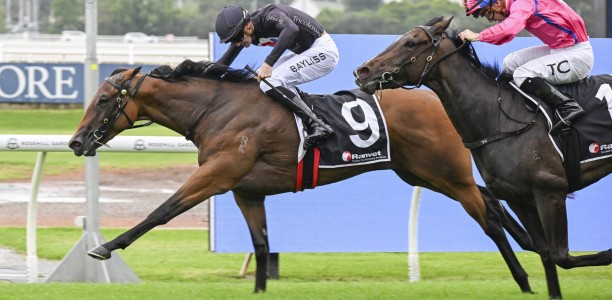 Widden-born Flex chases Widden Stakes win