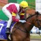Speedy filly heads odds in open Peter Le Grand Stakes field
