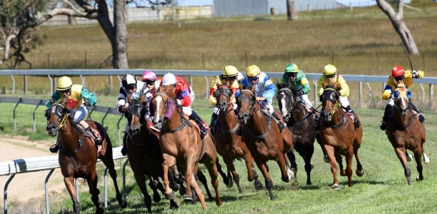 Walcha Cup 2025 – Field, Odds, Horses, Tips, and Betting Preview