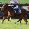 Golden Cross chasing Murwillumbah Cup hat-trick