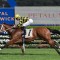 Winx Stakes 2026 Tips, Field, Betting, Odds & Horse Previews