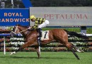 Winx Stakes Tips, Field, Betting, Odds & Horse Previews – 2026