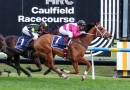 Memsie Stakes Likely Field & Odds – 2026