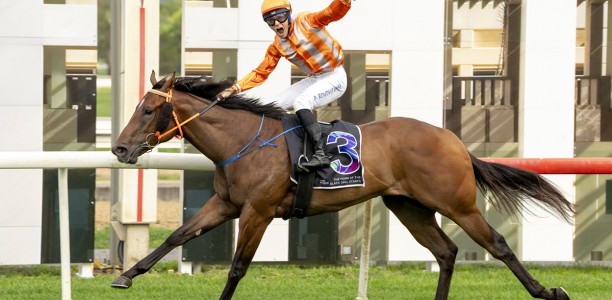 Black Opal winner aiming at Golden Rose