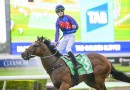 Golden Slipper winner returns in San Domenico Stakes