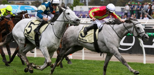 Gavin Bedggood has Heatherlie Stakes bases covered